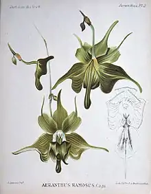 Illustration of "Aeranthes ramosa"