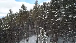 Aerial view of the Interior Douglas Fir forests of Lake Country