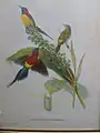 Mrs Gould's Sunbird, Aethopyga gouldiae, J  Gould & H.C. Richter