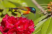 sunbird with greenish-brown wings, yellow-orange belly, red upper back, and bluish-black face