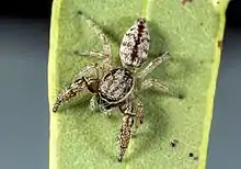  Afraflacilla grayorum from Kiwirrkurra Indigenous Protected Area in the Gibson Desert, Western Australia