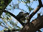 African cuckoo