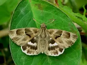 Dorsal view