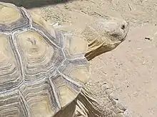 African spurred tortoise