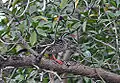 African finfoot, Podica senegalensis