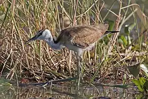 Juvenile, Lake Baringo, Kenya