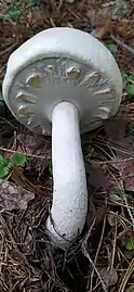 Stellate or cogweel veil on an Agaricus species