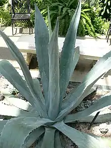 Agave americana var. americana