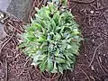 A cluster of A. attenuata starting to form their flower spikes (overhead view)