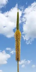 Inflorescence