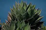 A rosette, with the water of the San Diego Bay in the background