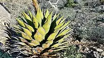 A rosette with the inflorescence emerging out of frame