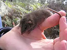 Brown antechinus