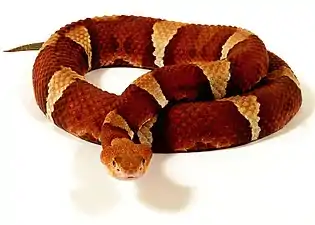 Broad-banded copperhead (Agkistrodon laticinctus)