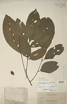 Herbarium specimen of "Aglaia leucophylla"