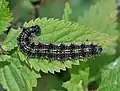 Caterpillar on a stinging nettle in Oberursel, Germany