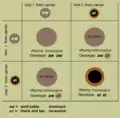 cross of two genetic carriers