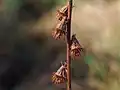 Fruits of common agrimony, for comparison