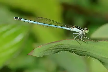 Agriocnemis pieris female