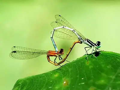 Agriocnemis pieris mating pair (female red form)