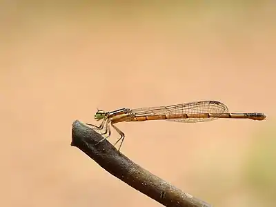 Agriocnemis splendidissima female (red)