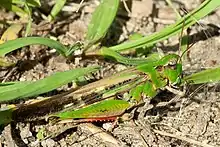 Aiolopus thalassinus feeding on grass.