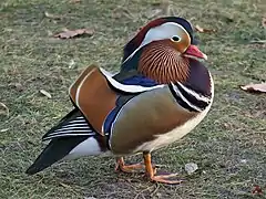 Mandarin drake