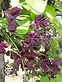 Female flowers of Akebia quinata (large) and male (small)