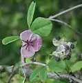 Female flower and 5 male flowers in Mount Ibuki