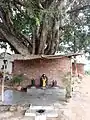 Tree worship