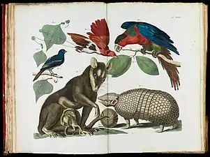 A double plate from Albertus Seba's Thesaurus