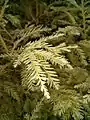 Albino foliage in the Santa Cruz Mountains, California