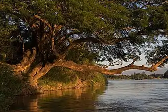 Trunk leaning over the water in Si Phan Don, Laos