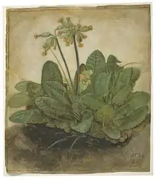 gouache painting of cowslips by Albrecht Dürer