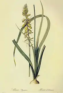 illustration of "Albuca abyssinica"