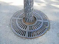 Tree grate.