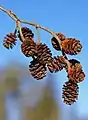 Alder female catkins (Alnus sp.)