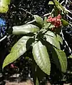 leaves & flowers