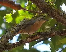 A gray bird at the branch of tree