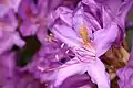 Rhododendron ponticum, state flower (AJK)