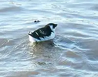 A small black-and-white bird swims on the water.