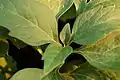 Closeup of the leaves