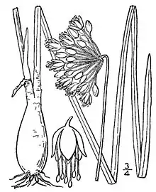 1913 illustration