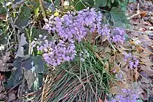 "Allium thunbergii" 'Ozawa' in the garden of botanist Robert R. Kowal, Madison, Wisconsin