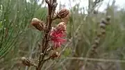 Immature female cones