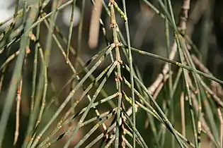 Photosynthetic stems (phylloclades)