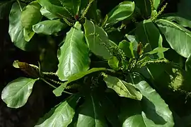 Foliage and immature inflorescences