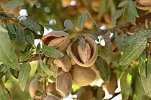 Nuts on trees in the San Joaquin Valley