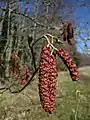 Male catkins with tiny female catkins above