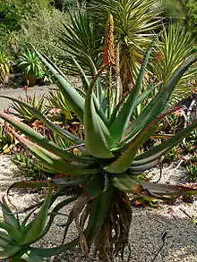 Aloe africana (Uitenhage aloe)